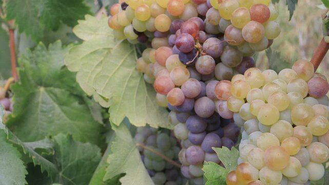 bunch of grapes