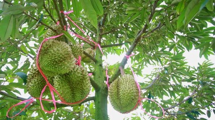 Durian Fruits Hanging on Tree Branches with Green Leaves and Pink Ribbon - Powered by Adobe