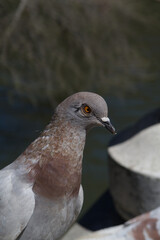 Close-up of a pigeon perched on a stone structure in sunlight