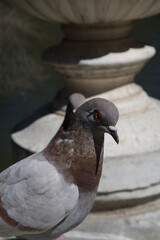 Close-up of a pigeon perched on a stone structure in sunlight
