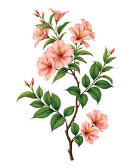 Vintage Floral Branch with Pink Flowers and Green Leaves on Transparent Background