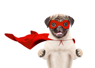 Funny Pug puppy wearing superhero costume looking at camera. Isolated on white background
