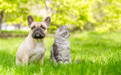 Young French bulldog and Maine coon cat sitting together on green summer grass and looking away on...