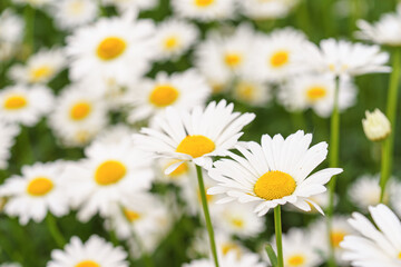Obraz premium Cose up of blooming white daisies, chamomile with yellow centers growing in a lush meadow background. Oxeye daisy, Leucanthemum vulgare, Common daisy, Dog daisy. Gardening, plant breeding