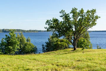 Scenery at the river Daugava in Kalna Ziedi with oak tree in foreground in July in summer in Aizkraukle in Latvia