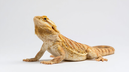 Naklejka premium Studio Photo of a Bearded Dragon Lizard on White Background