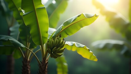 "Tall Banana Tree with Few Visible Bananas and Broad Leaves in Tropical Landscape &ndash; 16K Ultra Realistic Nature Wallpaper Scene"