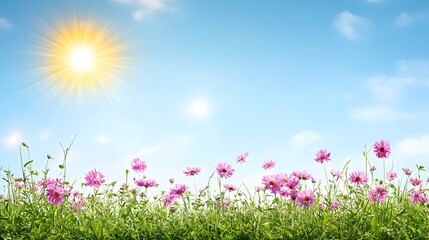 Fototapeta premium Vibrant Pink Cosmos Flowers Meadow Sunny Sky