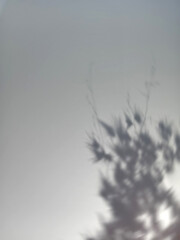 Soft Shadow of Wild Grass Silhouette on White Background