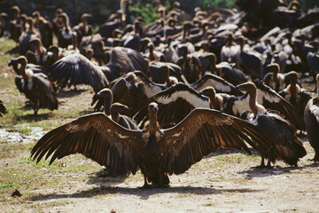 Indian white backed vultures gyps bengalensis india 