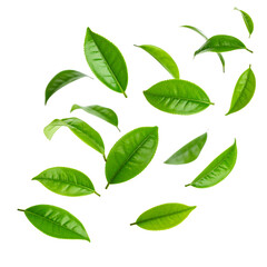 Green natural eco plant leaf vector illustration set