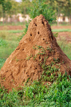 Insects anthill ants hill ant nests 