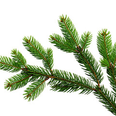 Green fir, pine, and spruce branches form a festive Christmas decoration with evergreen needles, perfect for the winter holiday season