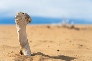 Weathered Animal Bone in Sand of Mongolian Desert
