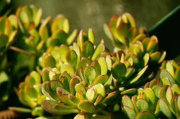 Cotyledon India