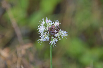 ノビルのムカゴと花