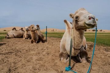 Bactrian Camel Resting on Sandy Ground in Mongolian Steppe Landscape