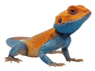 A vibrant agama lizard, boasting striking orange and blue coloration, is captured in a detailed shot. isolated on a white background