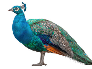 A vibrant peacock displays its iridescent plumage. isolated on a white background
