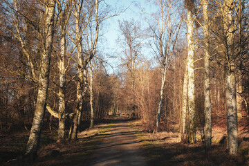 Exploring a serene pathway through a Danish forest in early spring