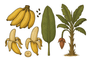 Tropical Banana Tree with Fruit and Foliage, Detailed Render
