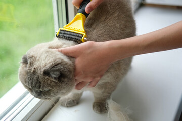 Grooming Cat Care With Quality Brush For Felines. A person is gently brushing a Scottish fold gray cat with a brush, ensuring a healthy coat. Essentials. Owner girl combing her cat at home. Pet health