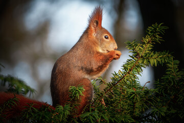 Fressendes Eichhörnchen im Baum