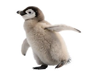 Naklejka premium A cute baby penguin stands balanced on a transparent background. design illustration