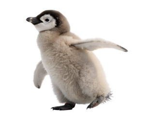 A cute baby penguin stands balanced on a transparent background. design illustration