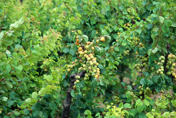 indian peach fruit tree india