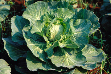indian green leafy cabbage india