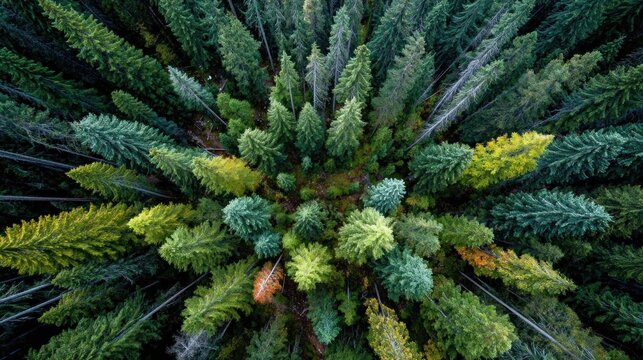 Aerial perspective of a dense coniferous forest with varied foliage shades