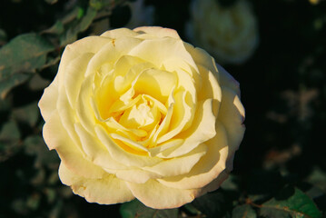 cream yellow rose flower