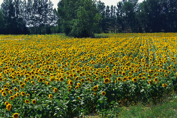 Sunflower helianthus annuus field