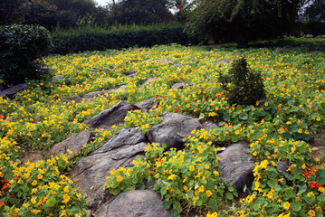 wild yellow flowers 