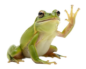 Obraz premium A happy little green frog, front legs raised as if waving, on a transparent background.