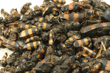 Mylabris beetles used in traditional medicine