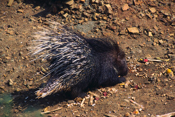 porcupine hystrix indica eating india 