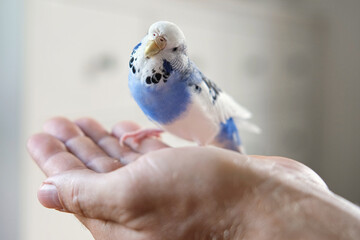 Owner man feeding a budgie. Close-up. White blue budgerigar perching on the hand. Pet bird is eating cucumber from human palm. Cozy Indoor Setting. Person is gently handfeeding a parrot in bright room