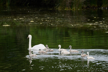 Mute swan and cygnets swimming on lake in spring