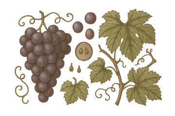 Illustrative Depiction of Grapevine Elements with Full Bunch.