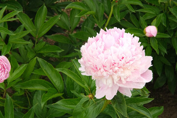Pink peony growing, blurred leaves background. Gently fresh flower bush. Gardening, landscaping. Plant Nurse Ad. Backdrop for product promote. Flower shop. Green home garden. Landscape design. Path