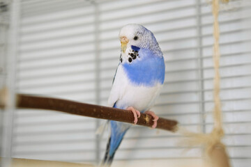 Budgie. Budgerigar. Funny blue purple parakeet looks around. Cute violet budgie having fun, climbing and playing inside the white cage at home. A tamed bird. Pet parrot. High quality 4k footage