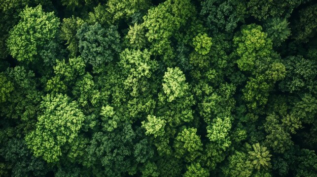 Eco green nature forest background template for conservation concepts