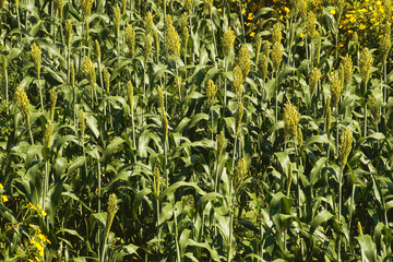 indian jowar crop field india 