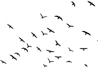 A flock of black birds in silhouette flying across a white background isolated on transparent background