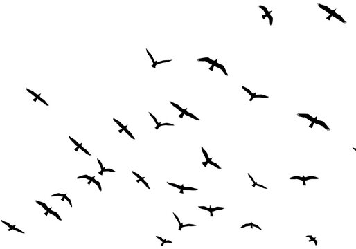 A flock of black birds in silhouette flying across a white background isolated on transparent background