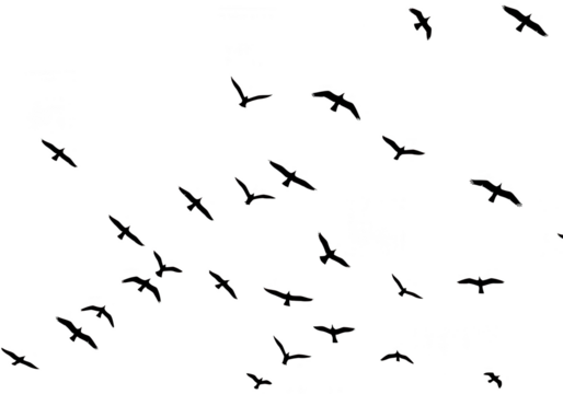 A flock of black birds in silhouette flying across a white background isolated on transparent background