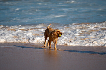 Energetic golden Labrador retriever joyfully running through ocean surf on a sunny beach, capturing the spirit of summer, freedom, and playful pet adventures in a natural outdoor setting.