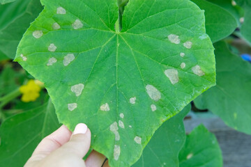 Cucumber disease. Spotted, yellowed and diseased cucumber leaf affected by a disease or pests caused by harmful insects, plant fungi, thrips and other diseases. Infection on leaves in Female Hands.